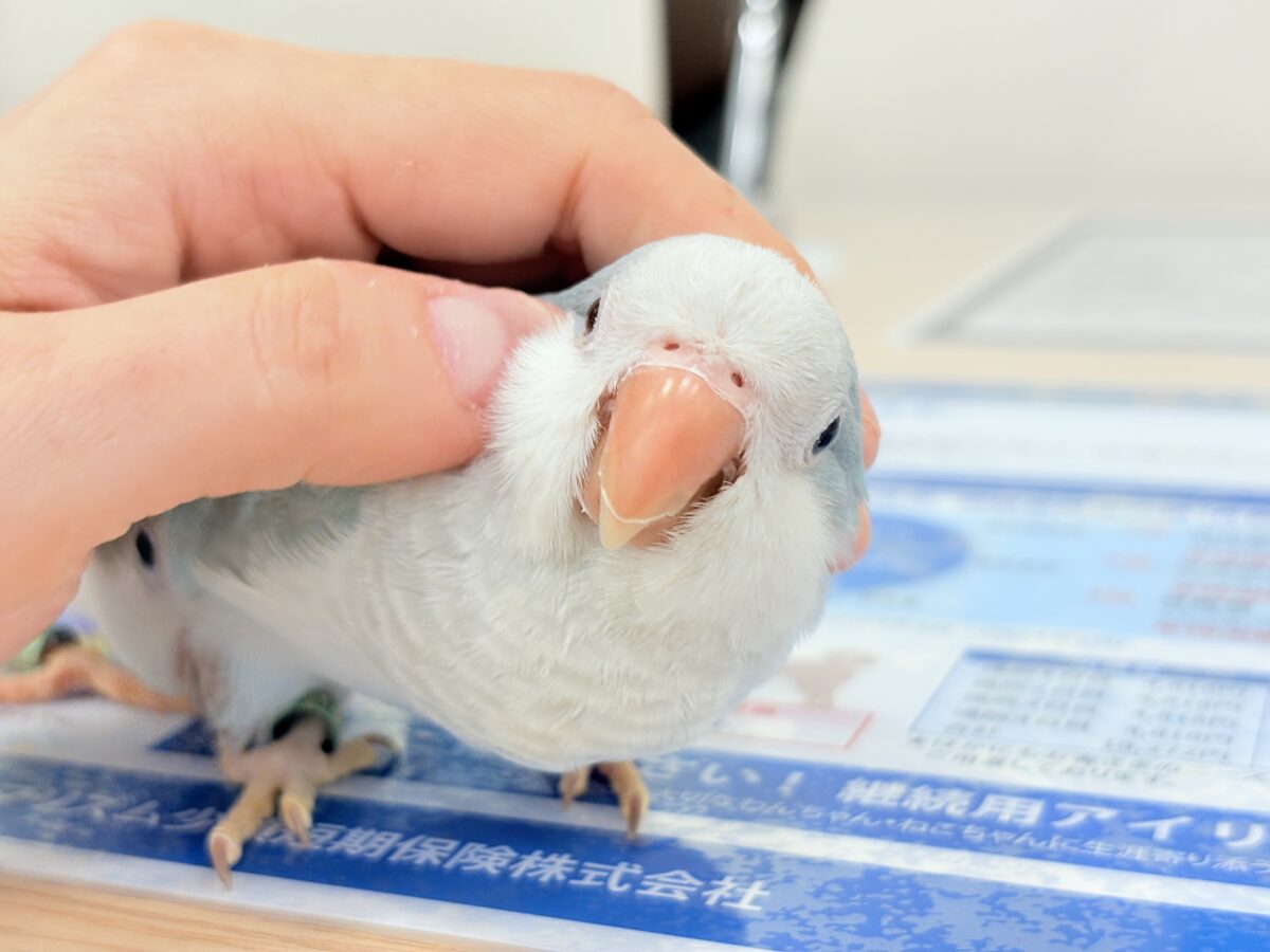 オキナインコ