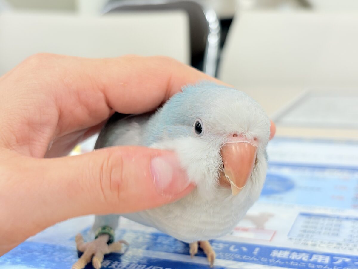 オキナインコ