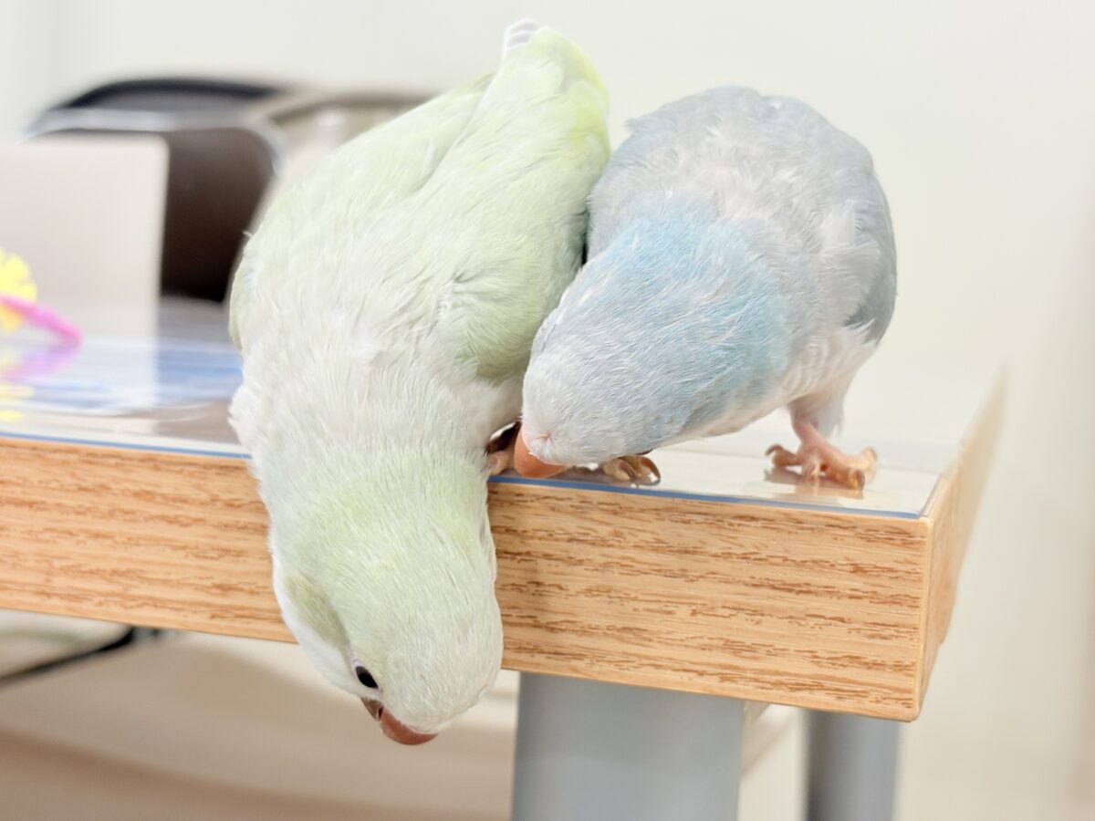 オキナインコ