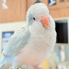 【最新画像・動画更新🪄もうすぐひとり餌‪☆】おめめがキレイ✨澄んだ瞳が魅力的🐣🫧オキナインコ(ブルーパリド) ヒナ
