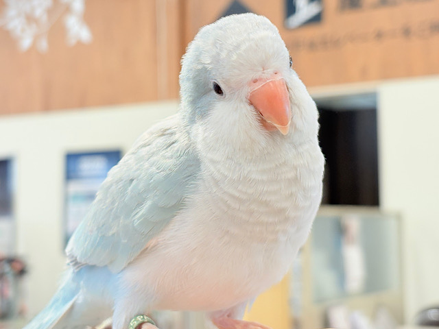 【最新画像・動画更新🪄もうすぐひとり餌☆】おめめがキレイ✨澄んだ瞳が魅力的🐣🫧オキナインコ(ブルーパリド) ヒナ 【最新画像・動画更新🪄もうすぐひとり餌☆】おめめがキレイ✨澄んだ瞳が魅力的🐣🫧オキナインコ(ブルーパリド) ヒナ