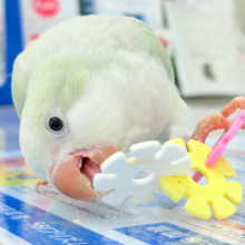 【最新画像更新🪄】淡い淡い禁断の果実🐣🍏オキナインコ(アクアブルーパリドイノ) ヒナ