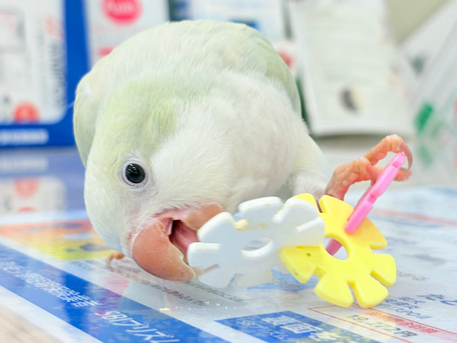 【最新画像更新🪄】淡い淡い禁断の果実🐣🍏オキナインコ(アクアブルーパリドイノ) ヒナ