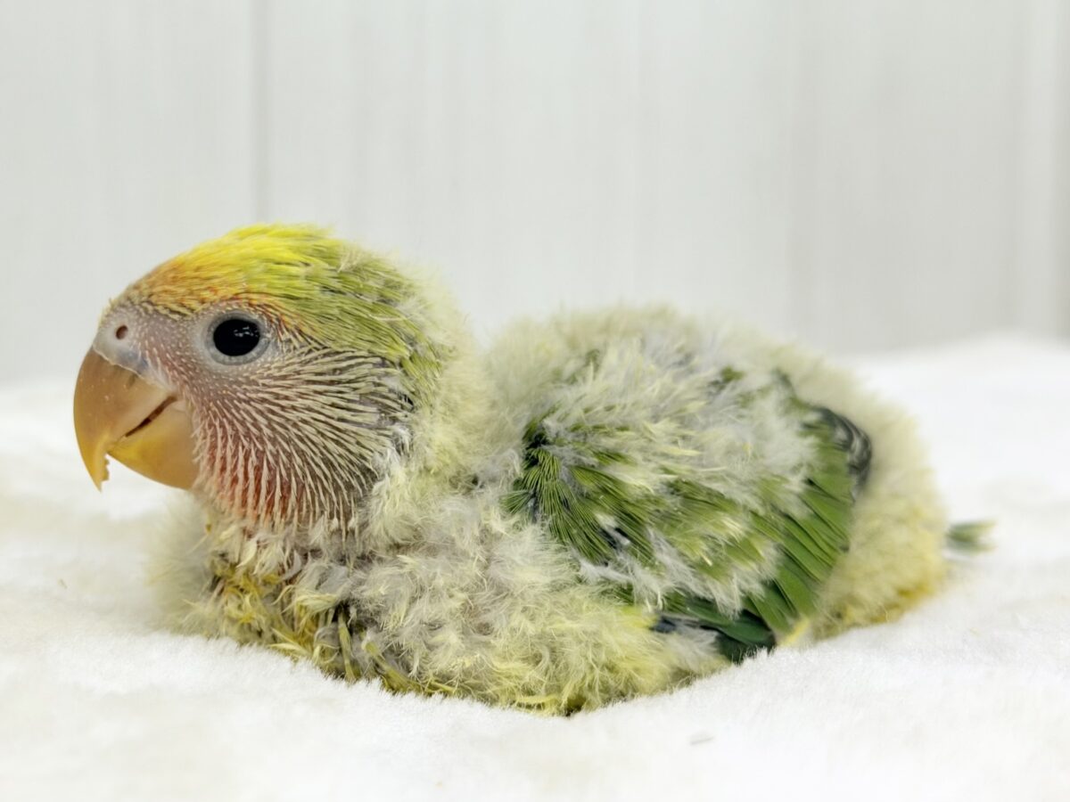 もふもふおパンツでベビーファッション👶💕コザクラインコのヒナ(タイガーチェリー)入荷しました❤️ コザクラインコ(小桜インコ)