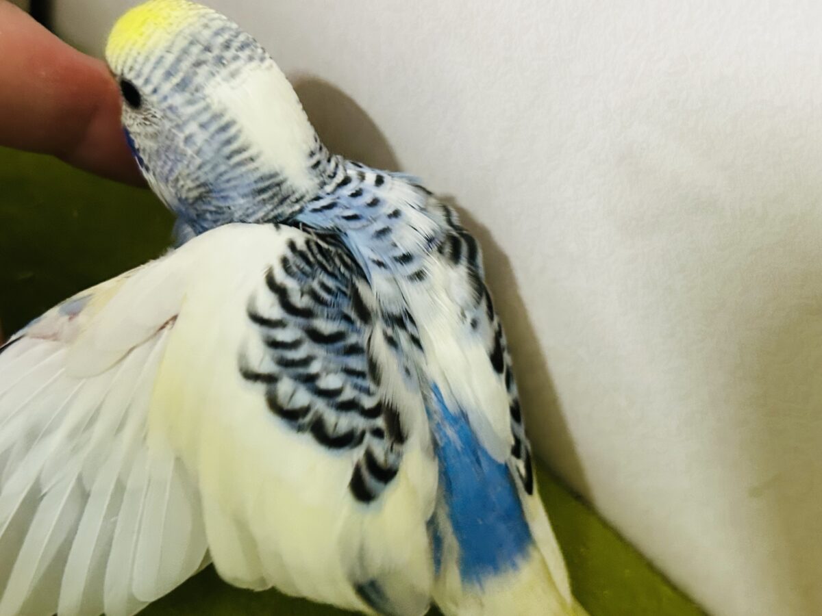 独特な色合い✨✨ セキセイインコ(イエローフェイスオパーリンパイド) セキセイインコ
