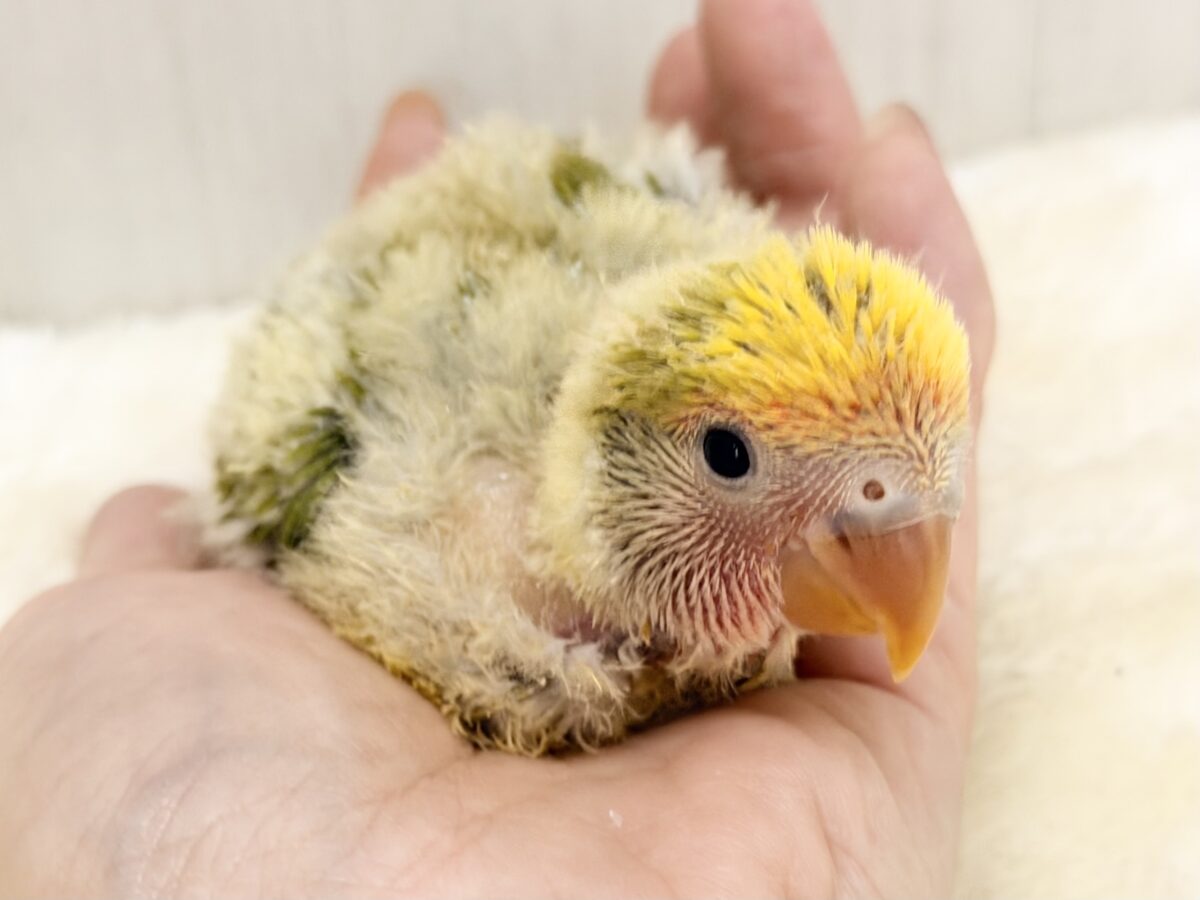 もふもふおパンツでベビーファッション👶💕コザクラインコのヒナ(タイガーチェリー)入荷しました❤️ コザクラインコ(小桜インコ)