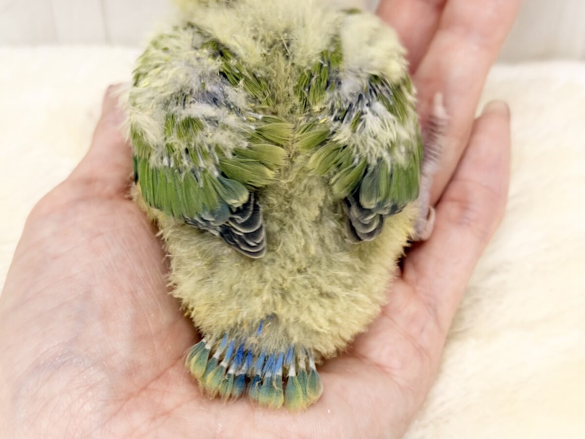 もふもふおパンツでベビーファッション👶💕コザクラインコのヒナ(タイガーチェリー)入荷しました❤️ コザクラインコ(小桜インコ)