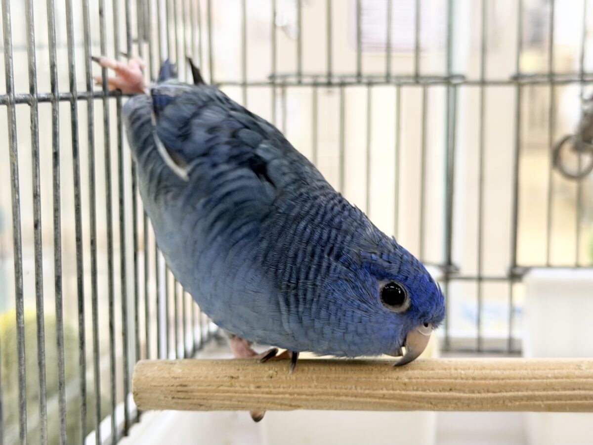 1人餌🍴キラキラ✨️BIGなお目目で見つめられちゃう😍💕サザナミインコさん入荷しました❤️ サザナミインコ