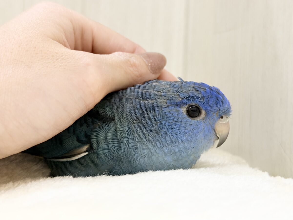 サザナミインコ