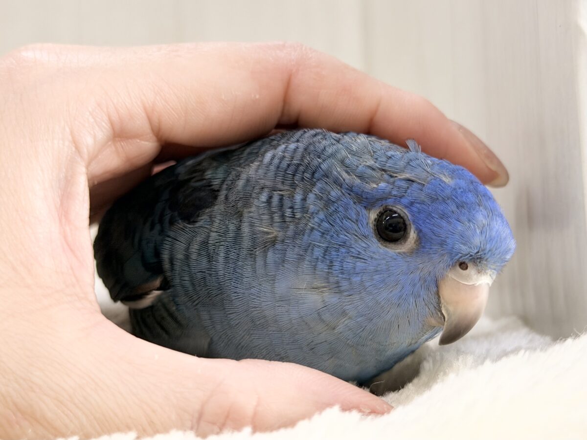1人餌🍴キラキラ✨️BIGなお目目で見つめられちゃう😍💕サザナミインコさん入荷しました❤️ サザナミインコ