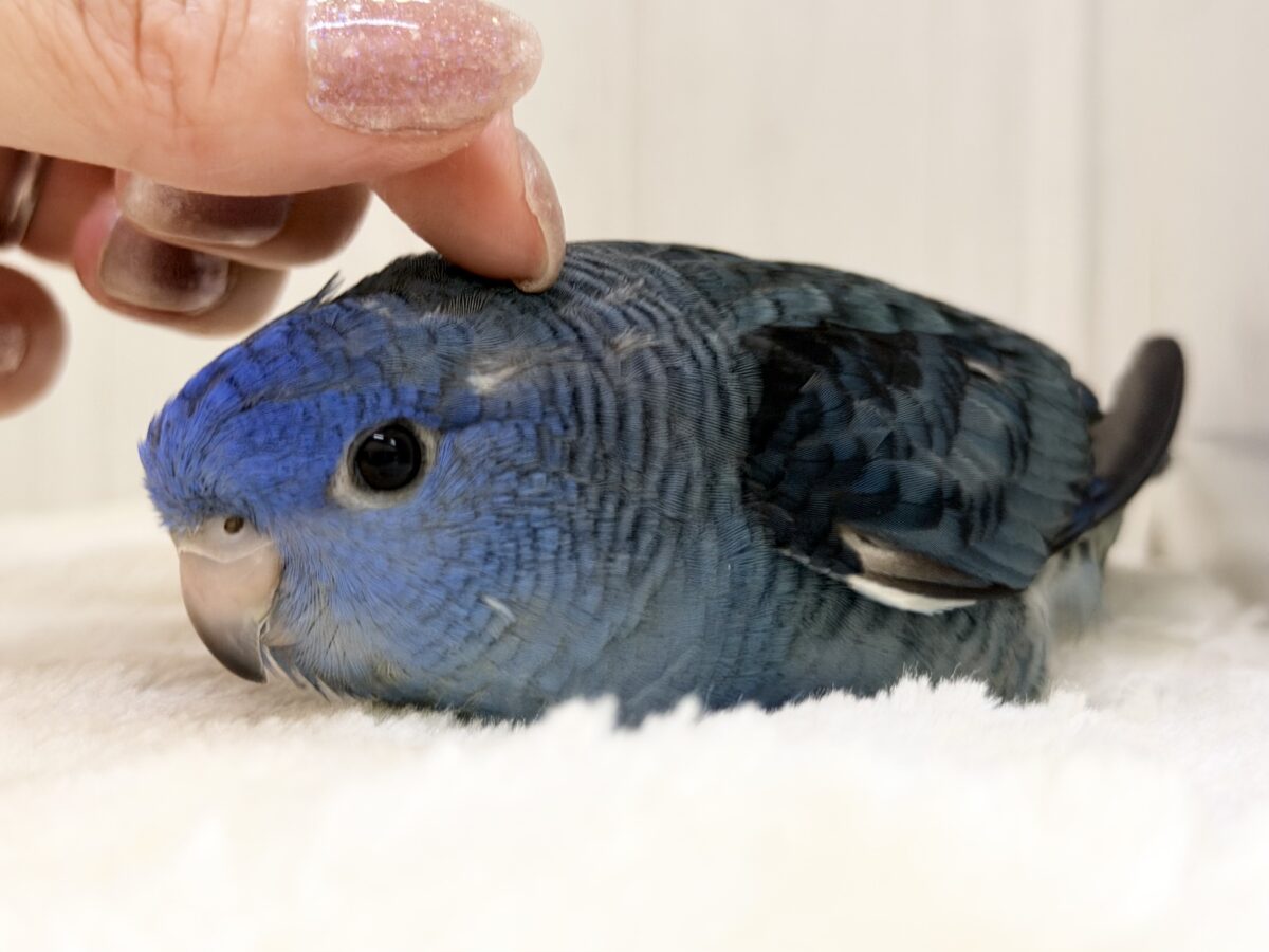 1人餌🍴キラキラ✨️BIGなお目目で見つめられちゃう😍💕サザナミインコさん入荷しました❤️ サザナミインコ