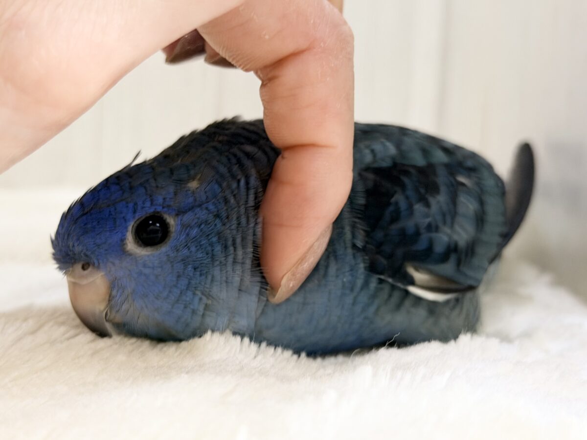 サザナミインコ