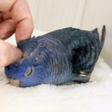 1人餌🍴キラキラ✨️BIGなお目目で見つめられちゃう😍💕サザナミインコさん入荷しました❤️