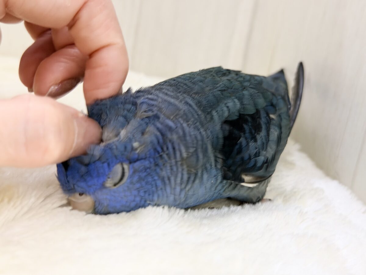 1人餌🍴キラキラ✨️BIGなお目目で見つめられちゃう😍💕サザナミインコさん入荷しました❤️