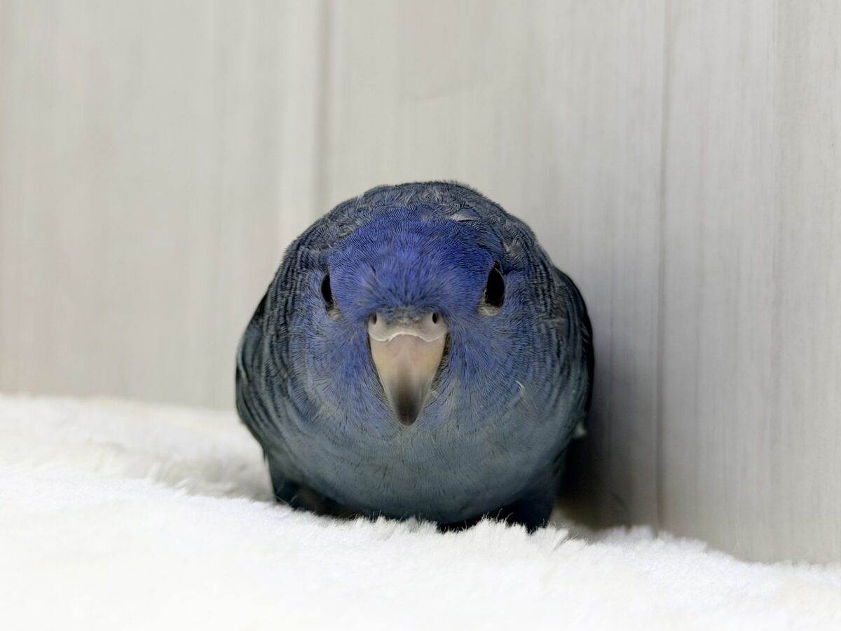 1人餌🍴キラキラ✨️BIGなお目目で見つめられちゃう😍💕サザナミインコさん入荷しました❤️ サザナミインコ