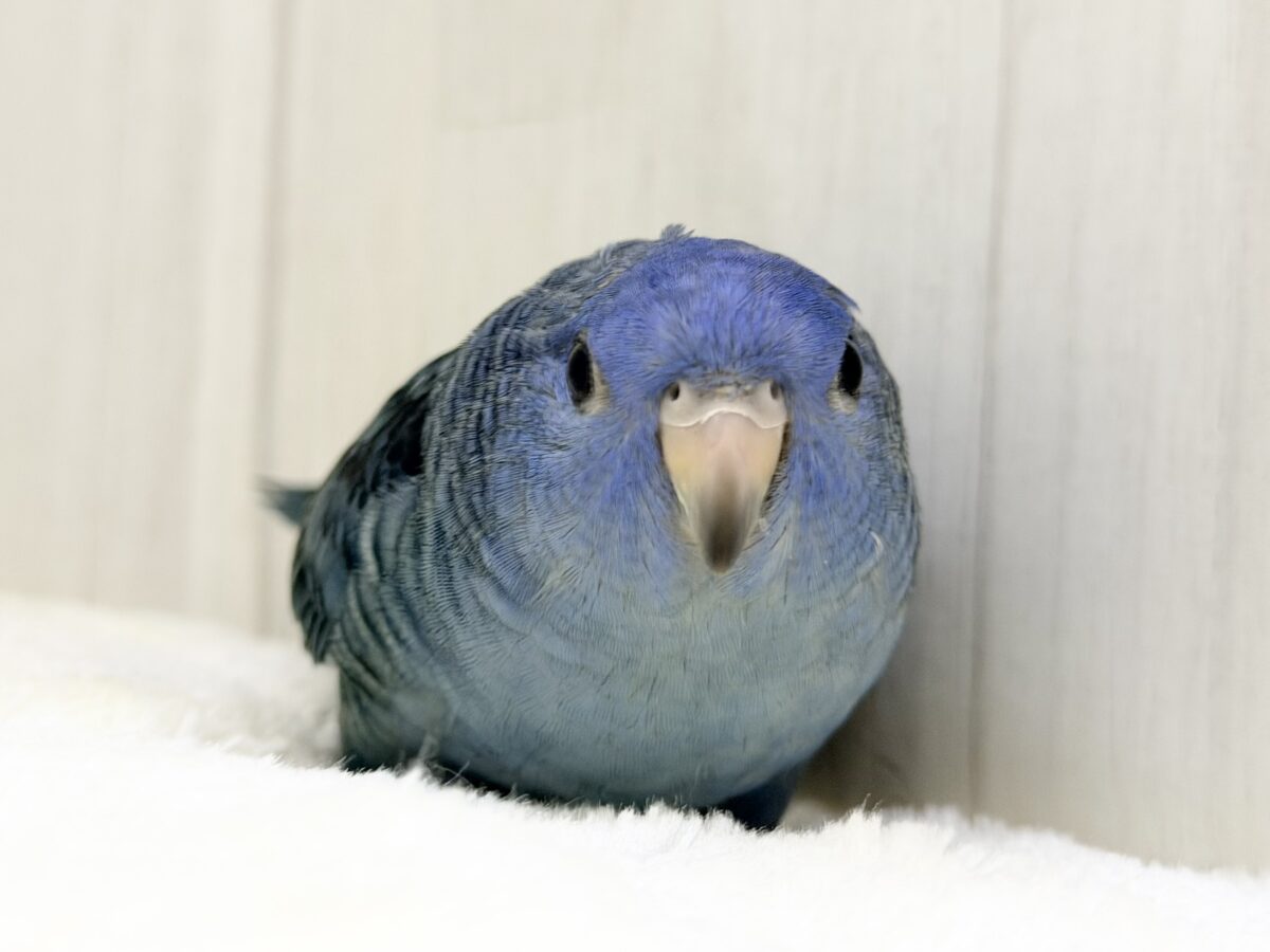 サザナミインコ