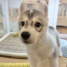 オイラに甘えられたい人は挙手〜♡シベリアンハスキーくん！