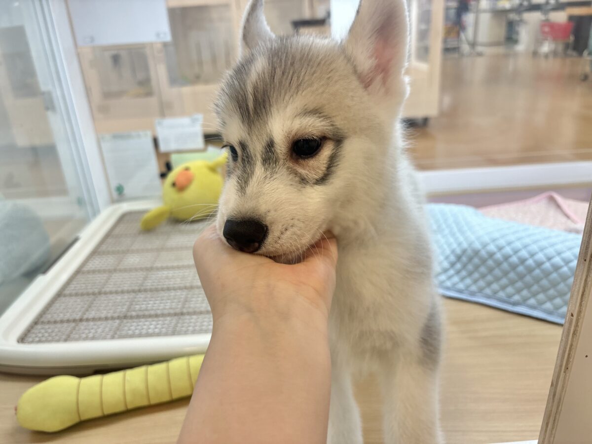 オイラに甘えられたい人は挙手〜♡シベリアンハスキーくん! シベリアンハスキー
