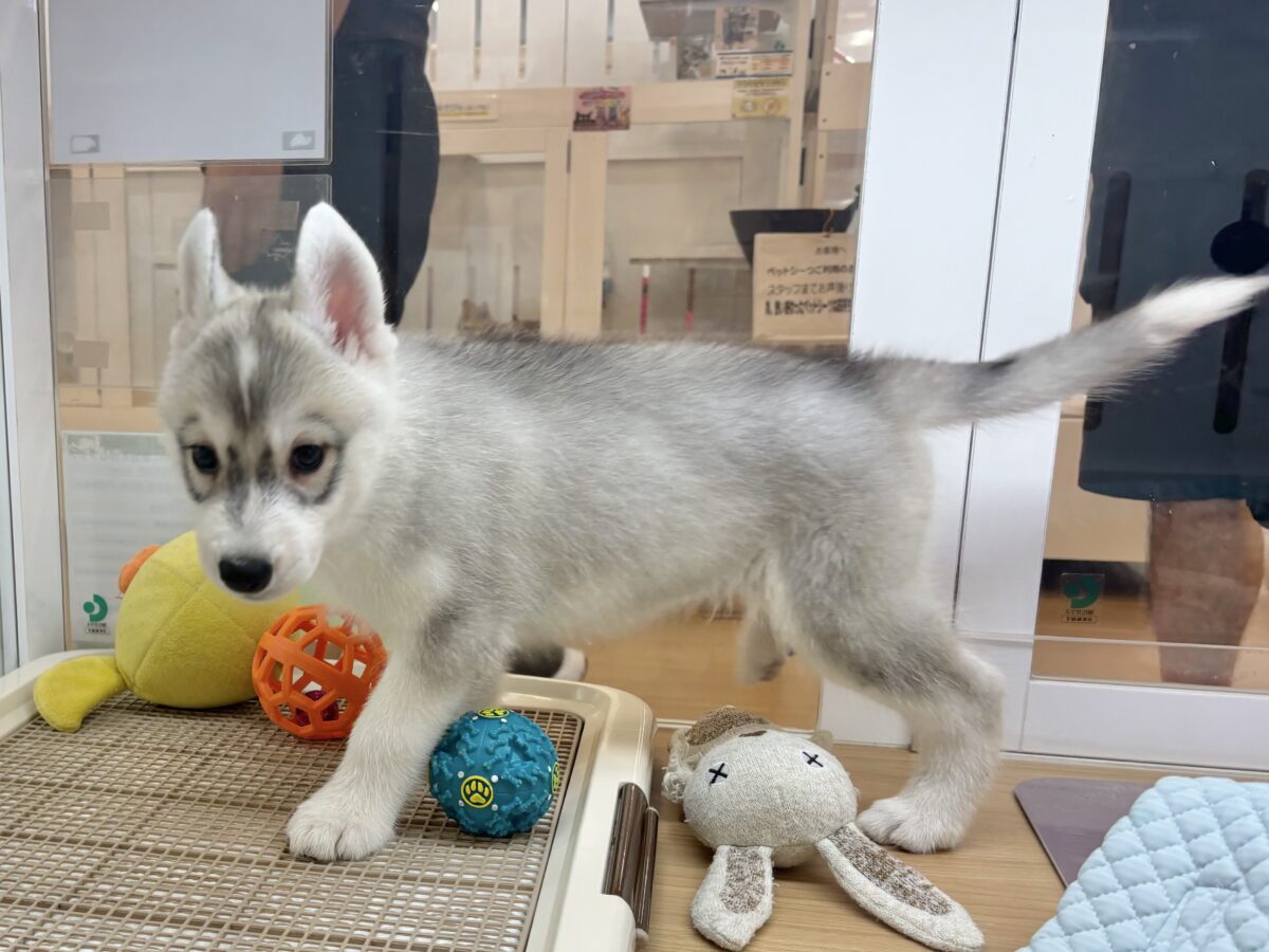 オイラに甘えられたい人は挙手〜♡シベリアンハスキーくん! シベリアンハスキー