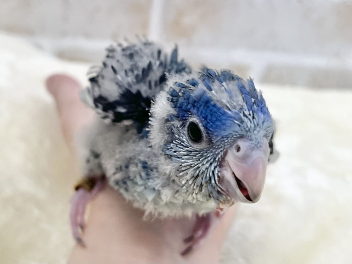 サザナミインコ
