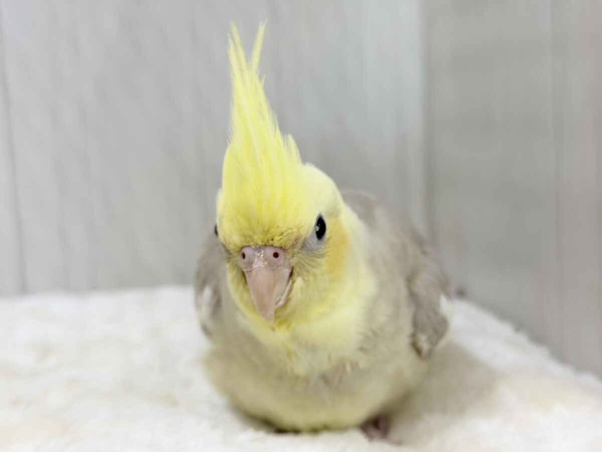 すごく魅力的〜😍✨️パステルチークシナモンパイドカラーのオカメインコ入荷しました❤️ オカメインコ