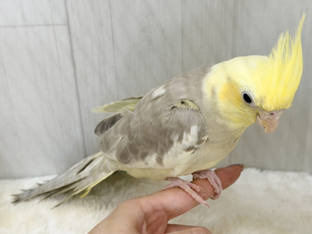 すごく魅力的〜😍✨️パステルチークシナモンパイドカラーのオカメインコ入荷しました❤️ オカメインコ
