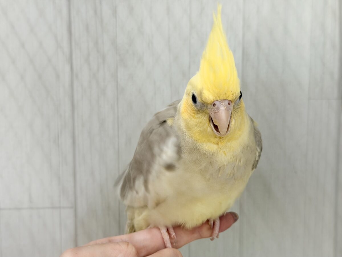 オカメインコ
