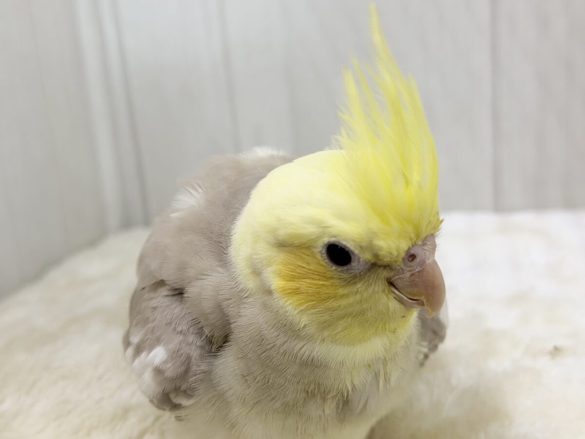 すごく魅力的〜😍✨️パステルチークシナモンパイドカラーのオカメインコ入荷しました❤️ オカメインコ