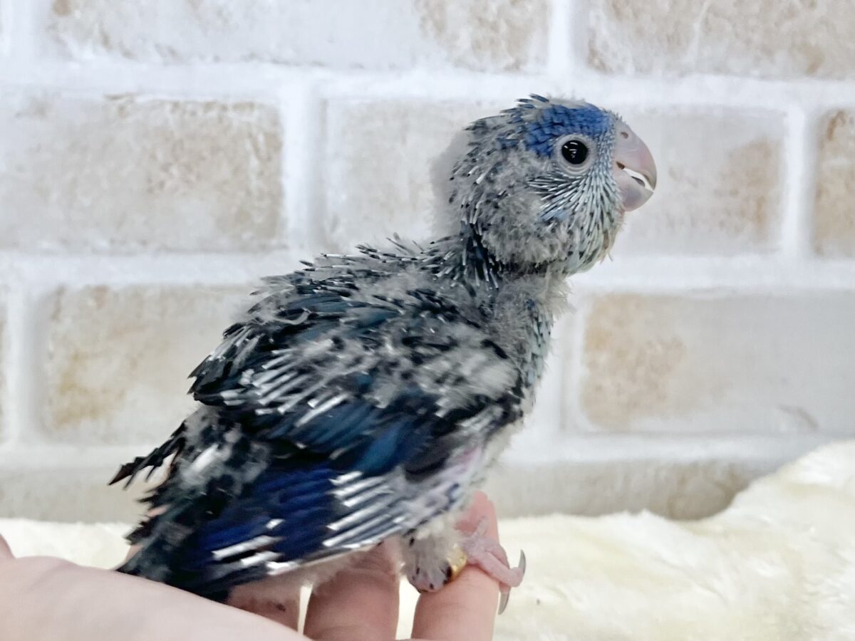 サザナミインコ