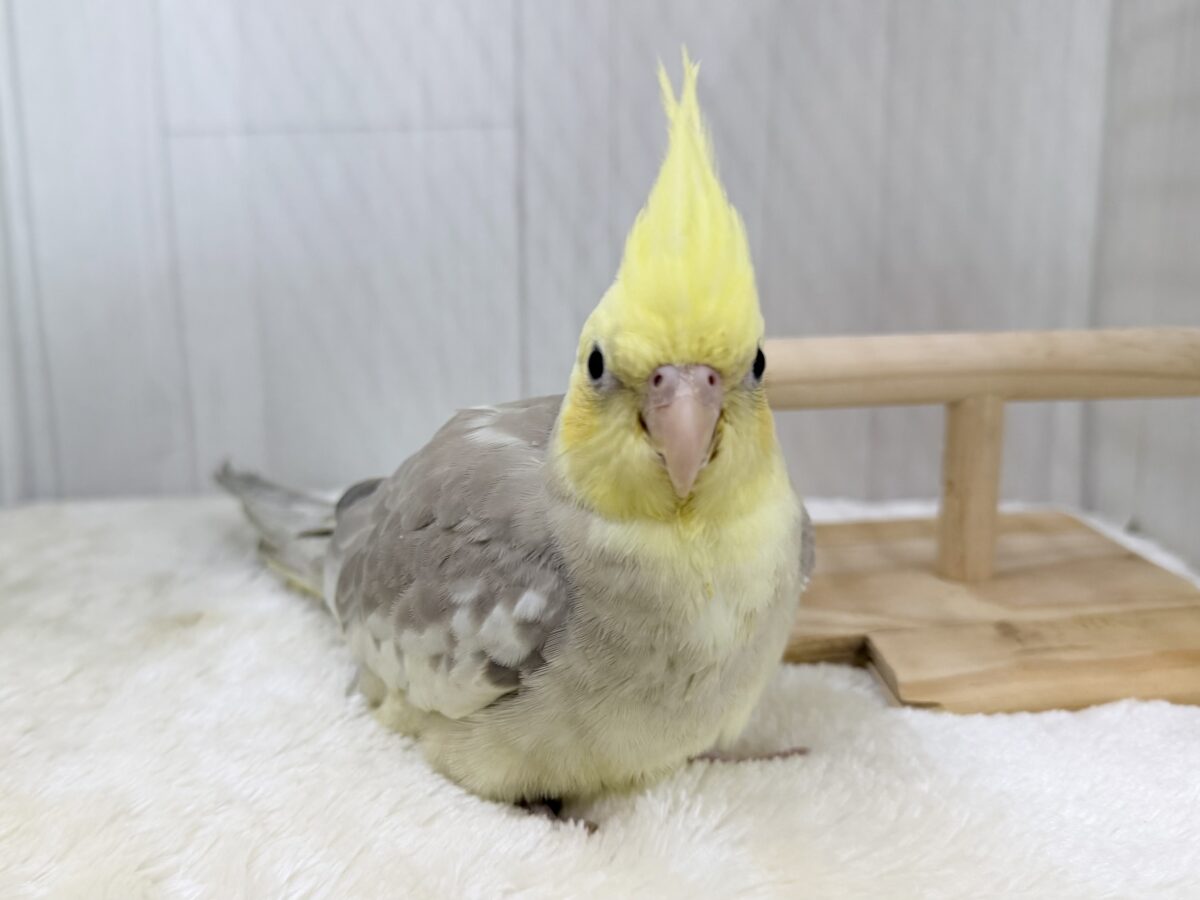 すごく魅力的〜😍✨️パステルチークシナモンパイドカラーのオカメインコ入荷しました❤️ オカメインコ
