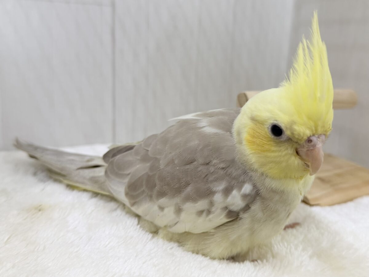 すごく魅力的〜😍✨️パステルチークシナモンパイドカラーのオカメインコ入荷しました❤️ オカメインコ