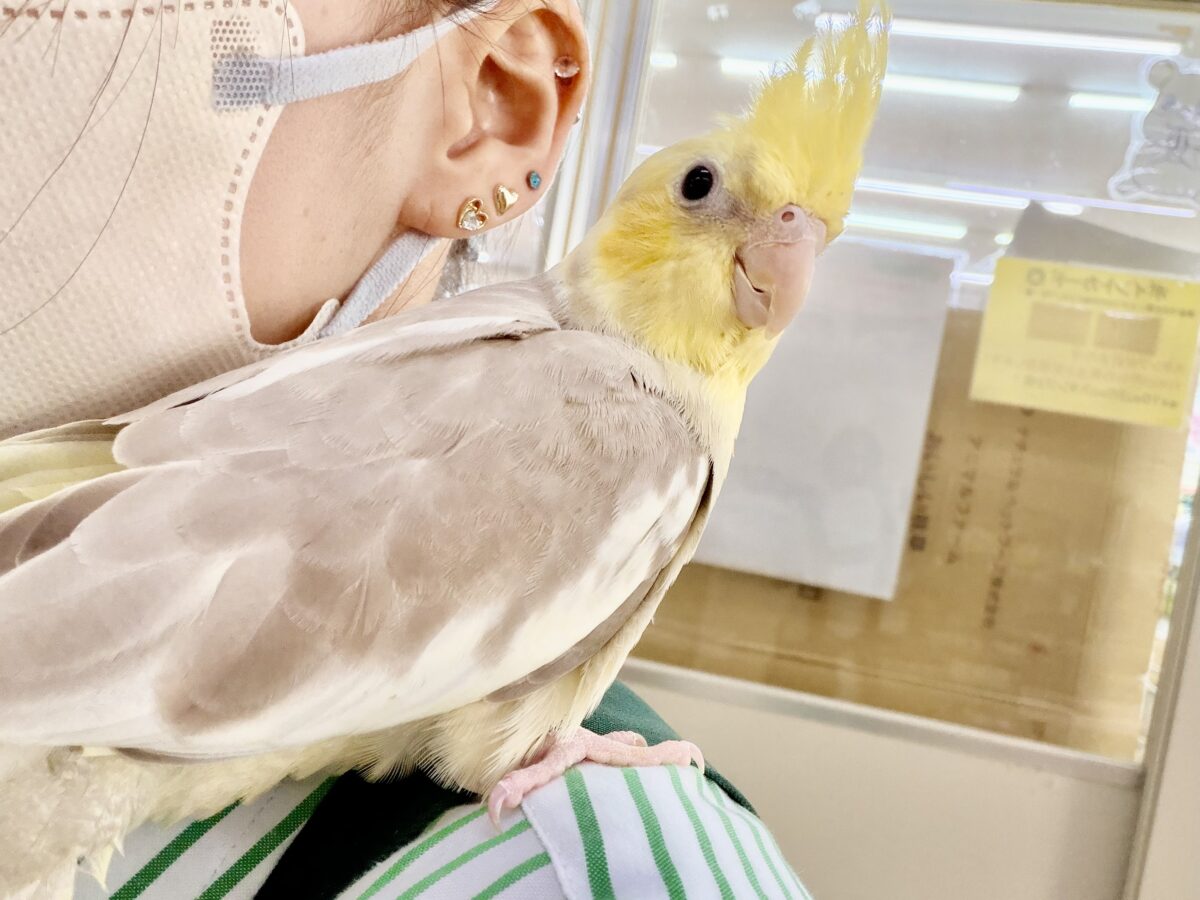 オカメインコ