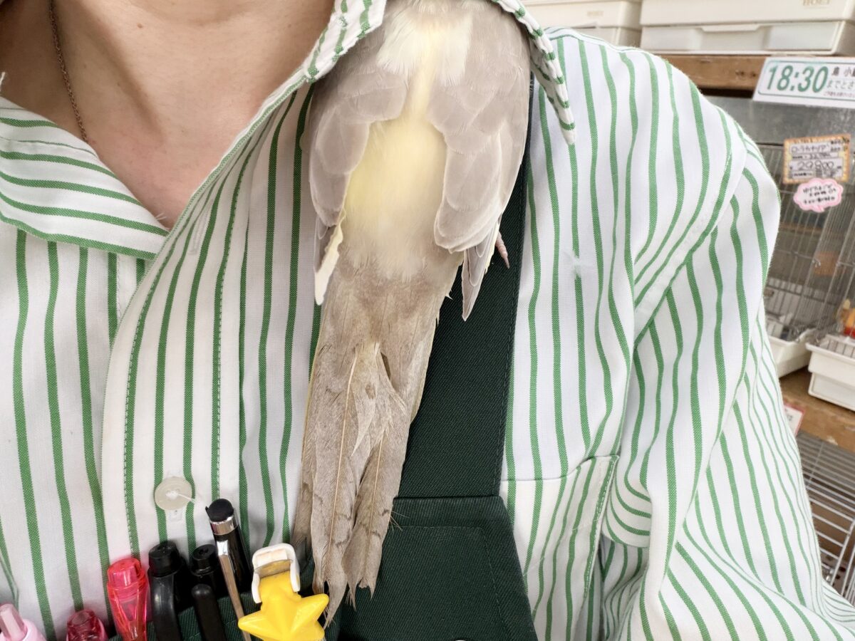 すごく魅力的〜😍✨️パステルチークシナモンパイドカラーのオカメインコ入荷しました❤️ オカメインコ