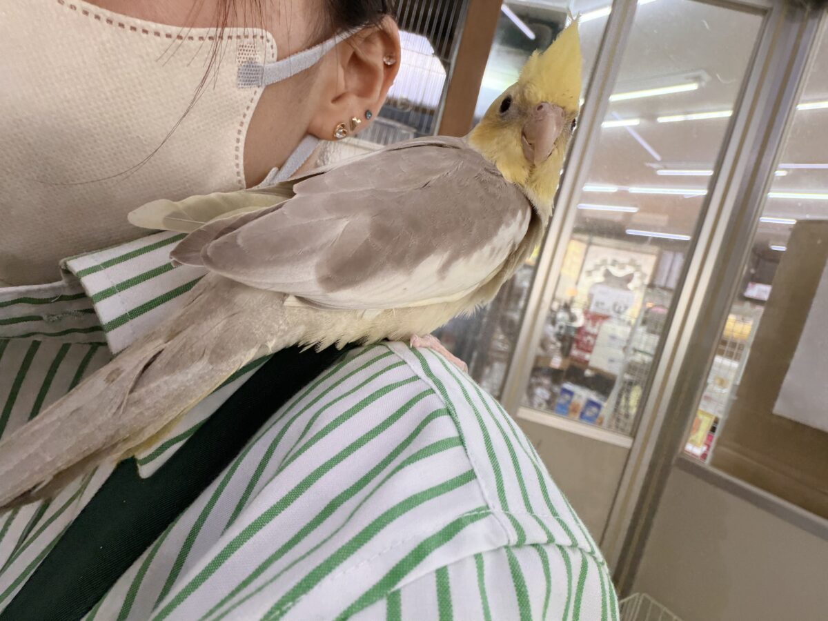 すごく魅力的〜😍✨️パステルチークシナモンパイドカラーのオカメインコ入荷しました❤️ オカメインコ