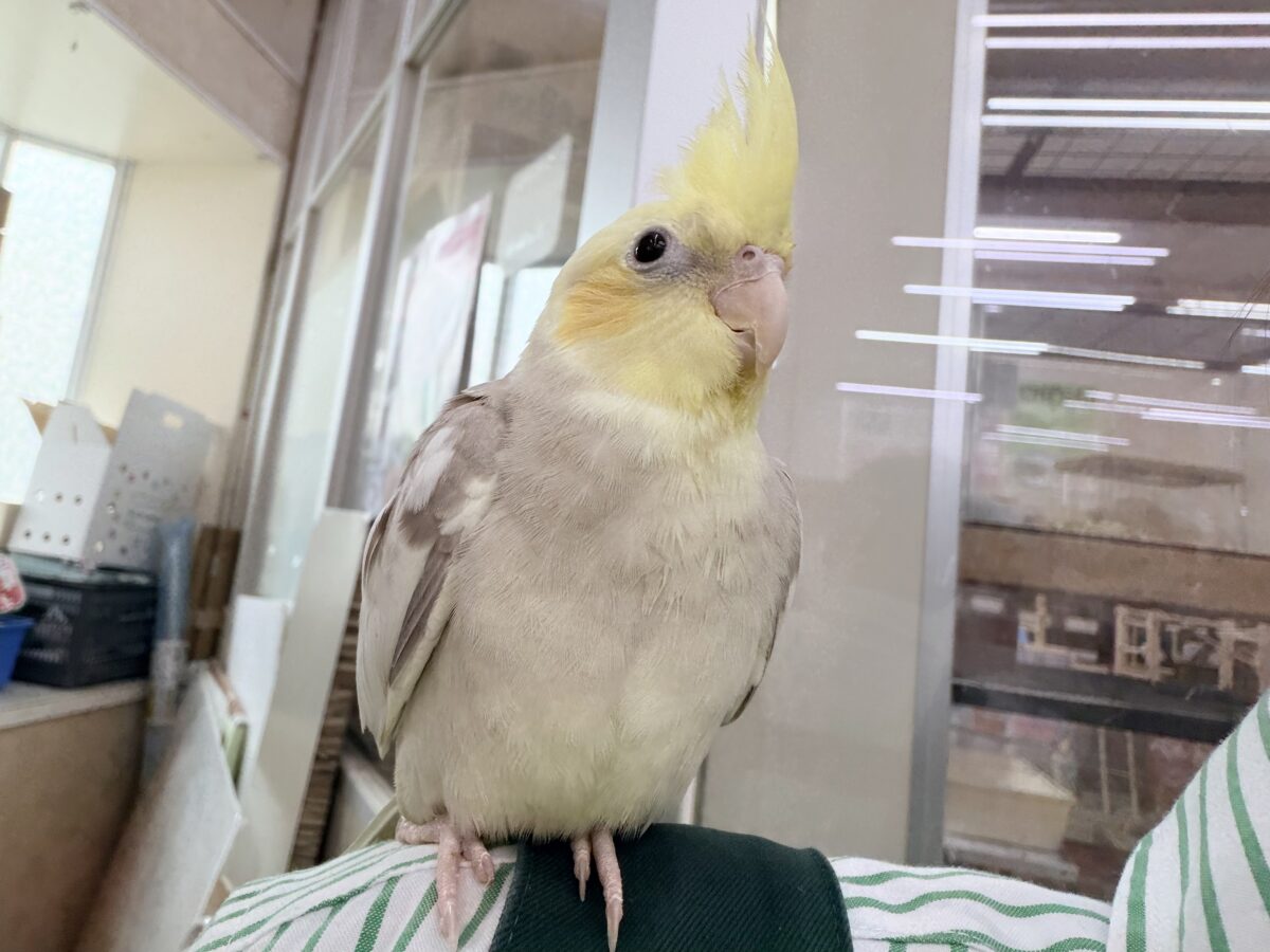 オカメインコ
