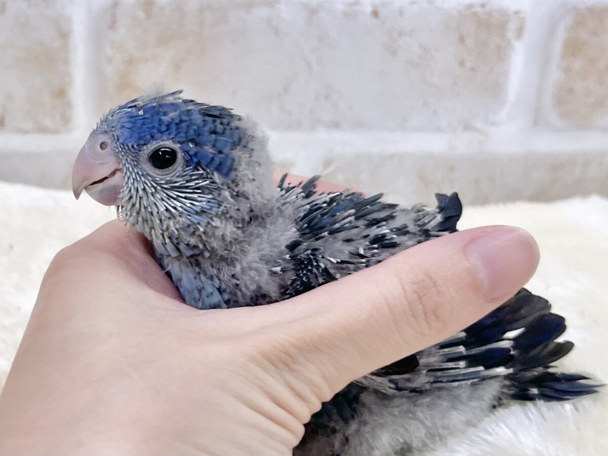 サザナミインコ
