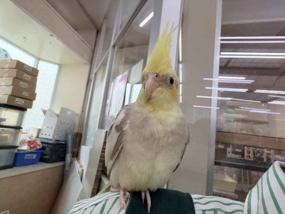 オカメインコ
