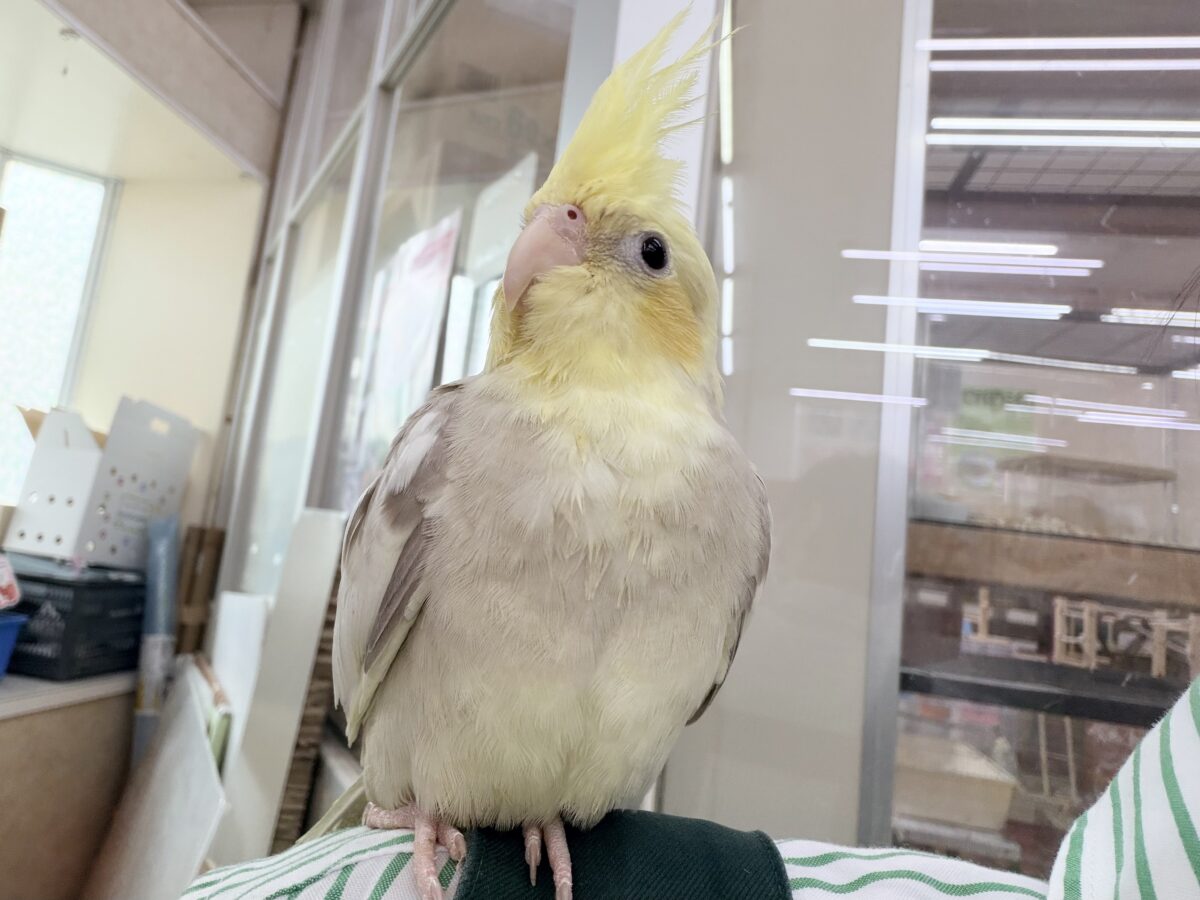 オカメインコ