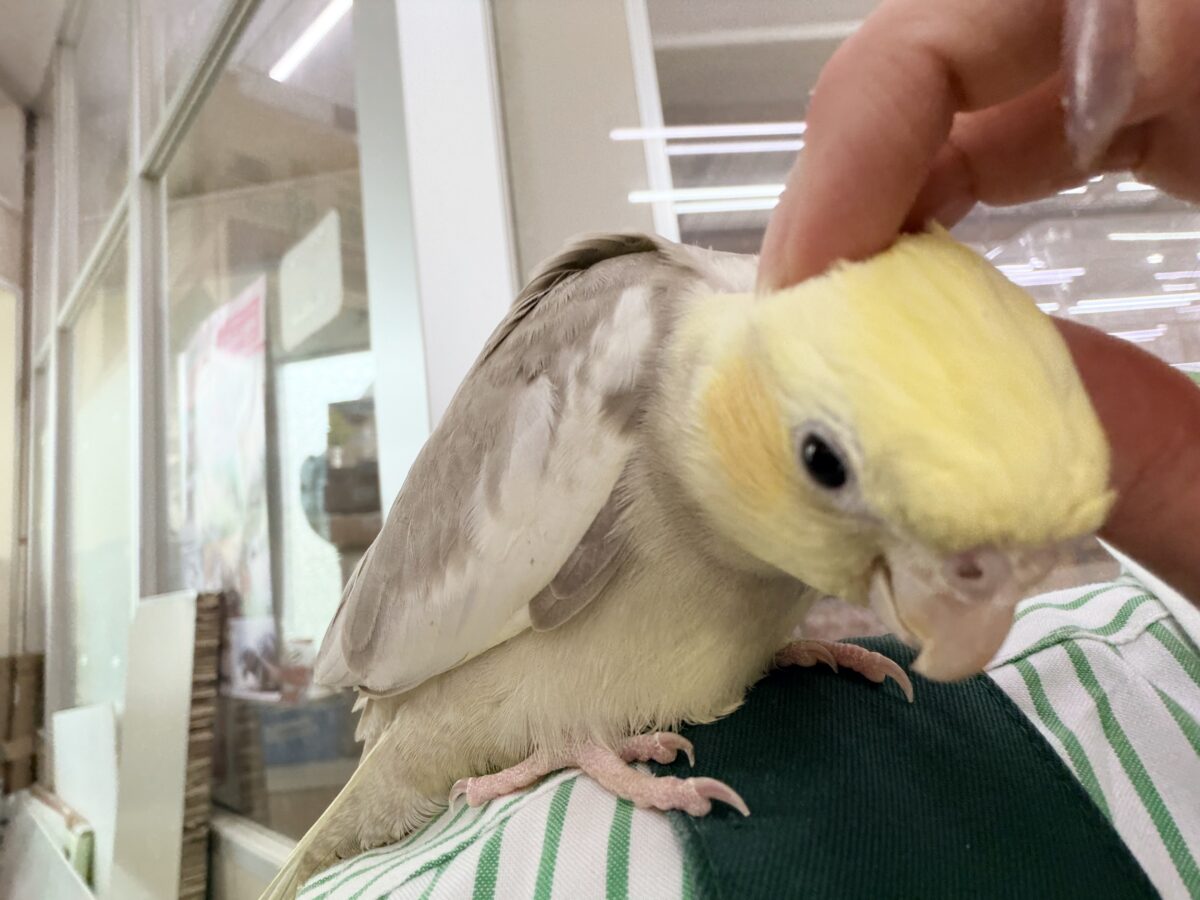 すごく魅力的〜😍✨️パステルチークシナモンパイドカラーのオカメインコ入荷しました❤️ オカメインコ