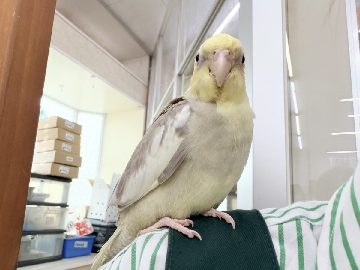 すごく魅力的〜😍✨️パステルチークシナモンパイドカラーのオカメインコ入荷しました❤️ オカメインコ