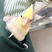 すごく魅力的〜😍✨️パステルチークシナモンパイドカラーのオカメインコ入荷しました❤️