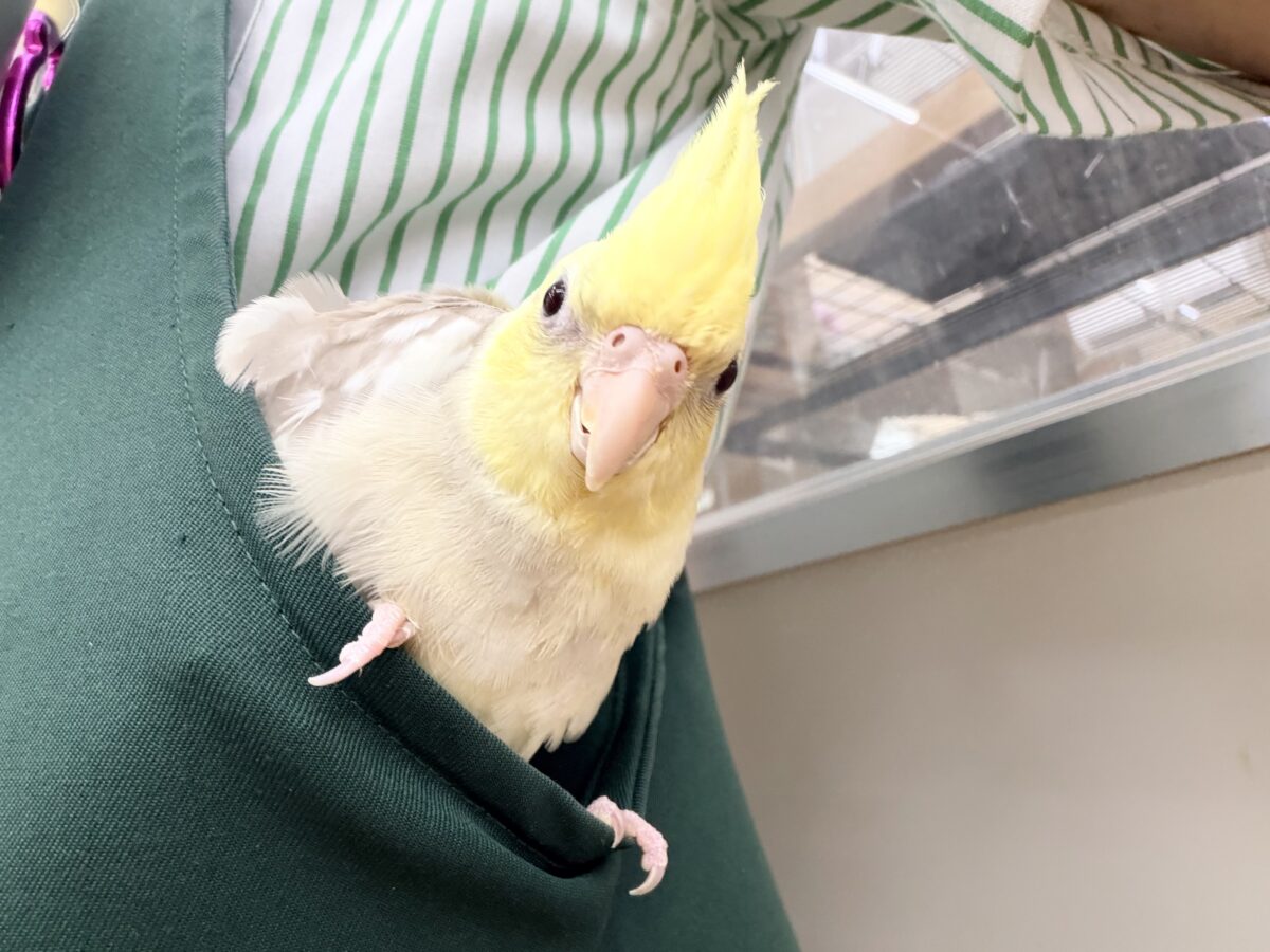 すごく魅力的〜😍✨️パステルチークシナモンパイドカラーのオカメインコ入荷しました❤️
