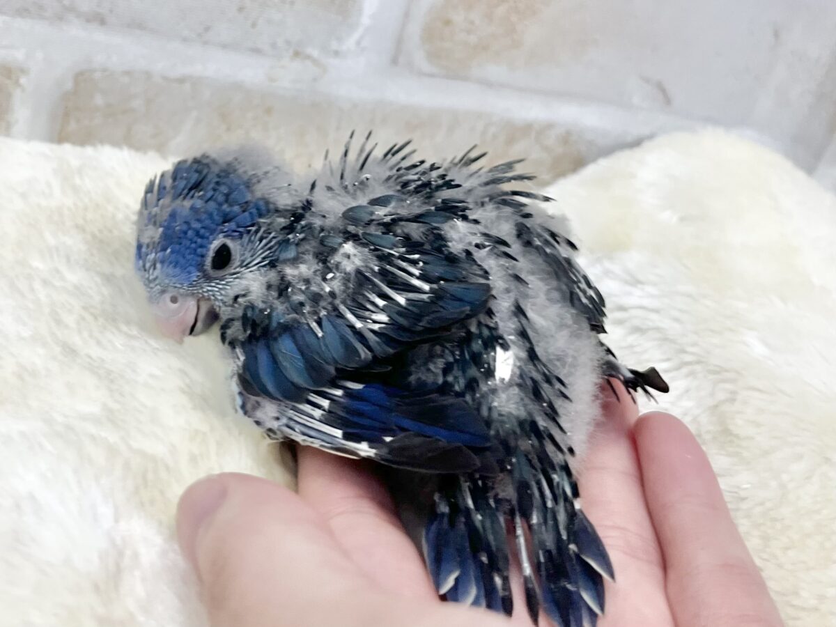 サザナミインコ