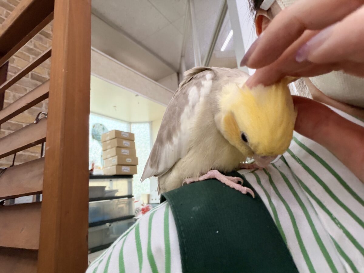 オカメインコ