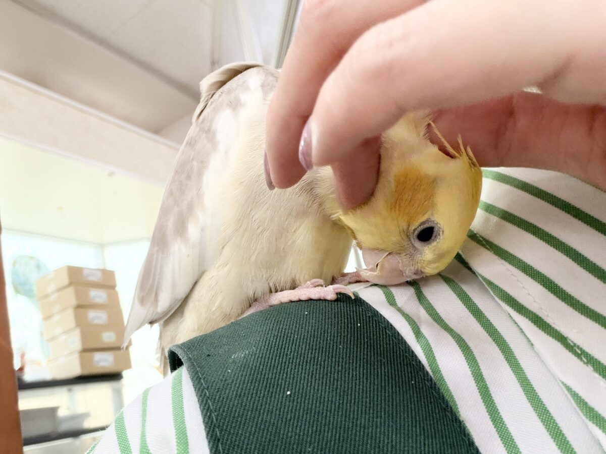 オカメインコ