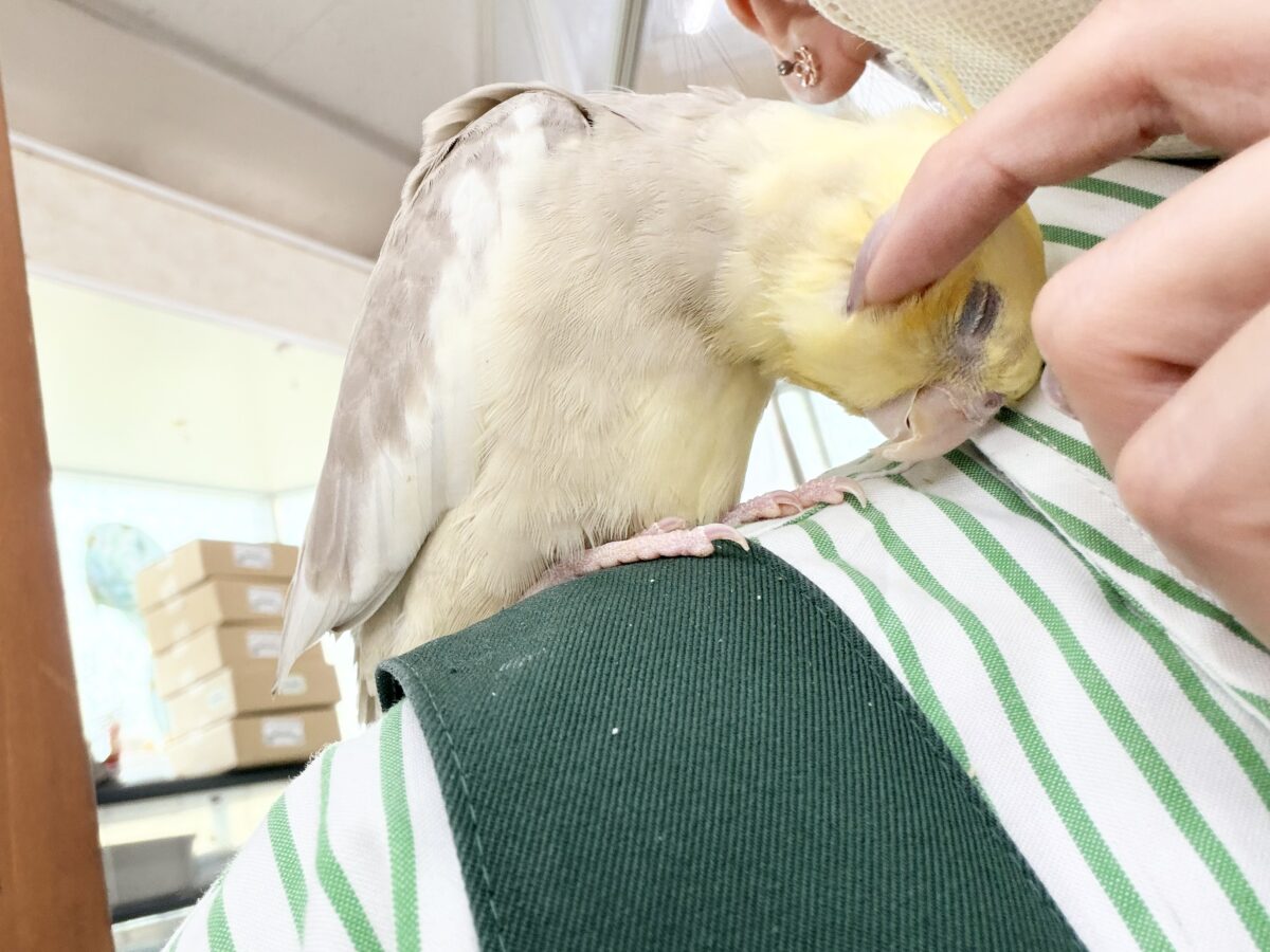 すごく魅力的〜😍✨️パステルチークシナモンパイドカラーのオカメインコ入荷しました❤️ オカメインコ