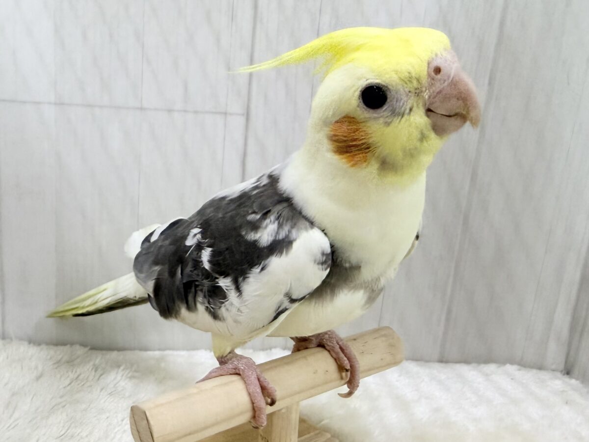 目がまんまる⭕️可愛らしいお顔のオカメインコさん(パイド)入荷しました❤️ オカメインコ