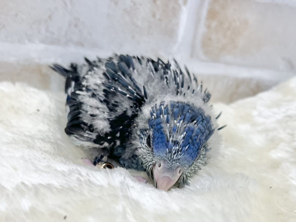 サザナミインコ