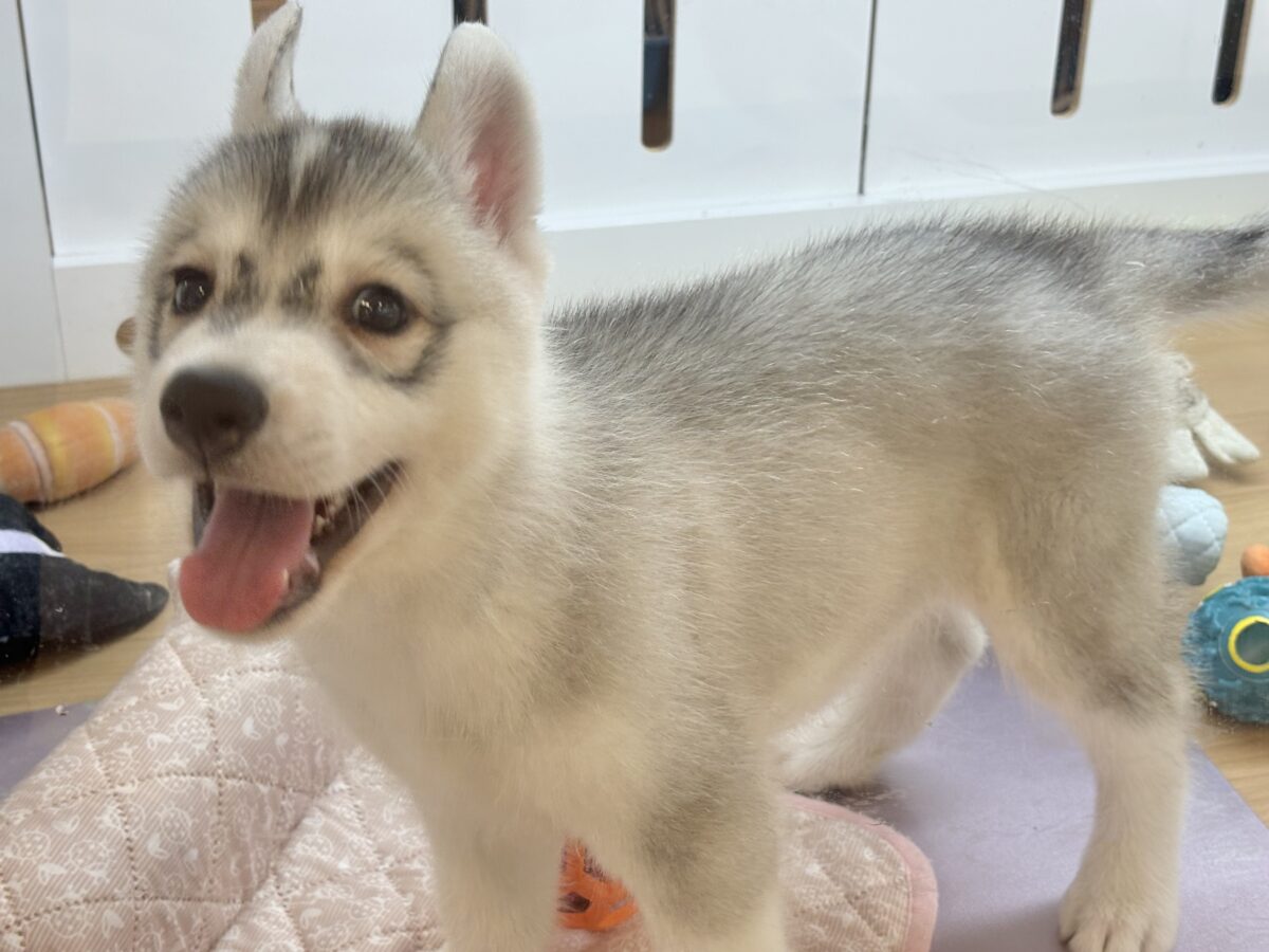 オイラに甘えられたい人は挙手〜♡シベリアンハスキーくん! シベリアンハスキー