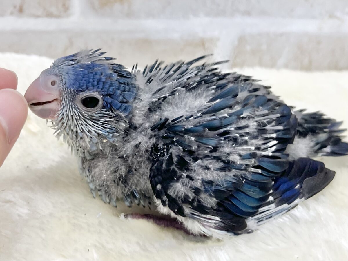 サザナミインコ